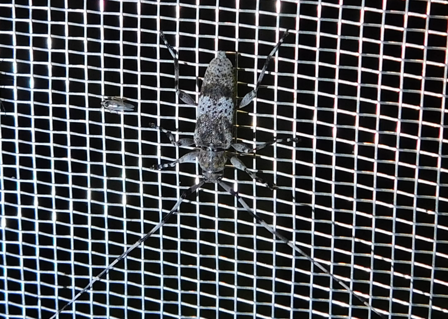 Acanthocinus griseus - szürke daliáscincér