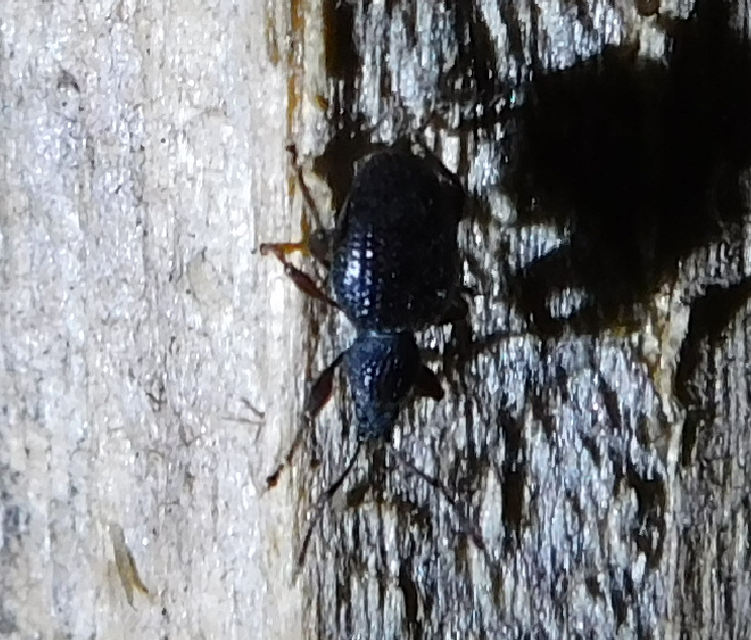 Otiorhynchus ovatus - apró gyalogormányos