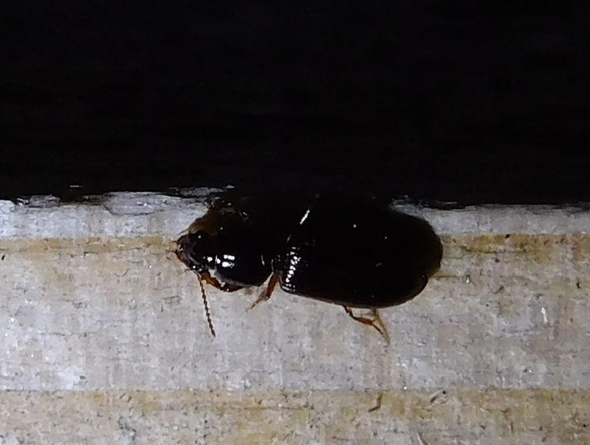 Clivina fossor - egyszínű vakondfutó