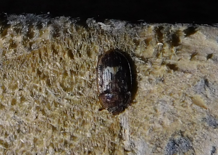 Soronia grisea - pettyegetett fénybogár