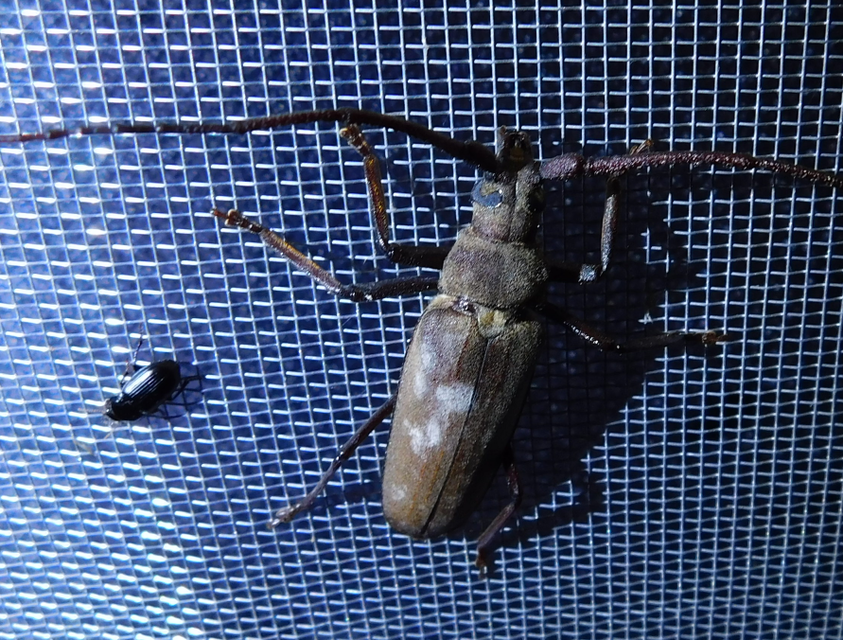 Aegosoma scabricorne - diófacincér