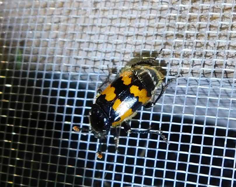 Nicrophorus vespillo - közönséges temetőbogár