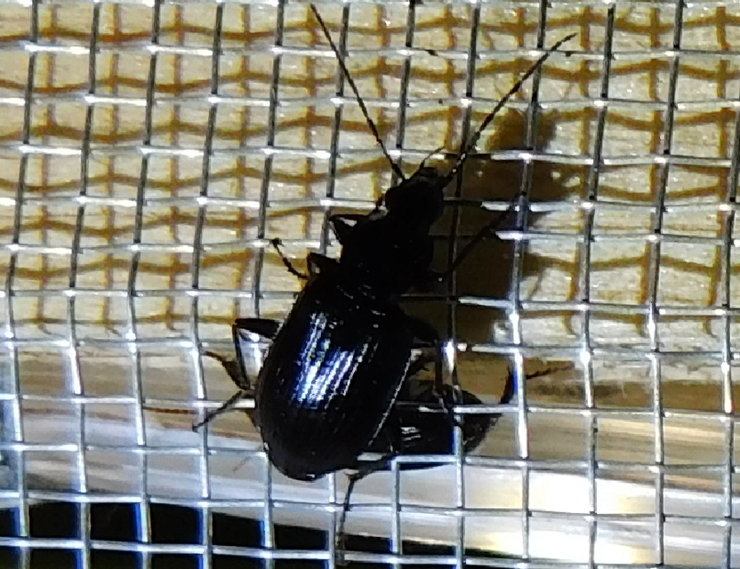 Agonum