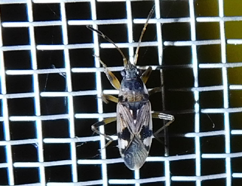 Beosus maritimus - homoki bodobács