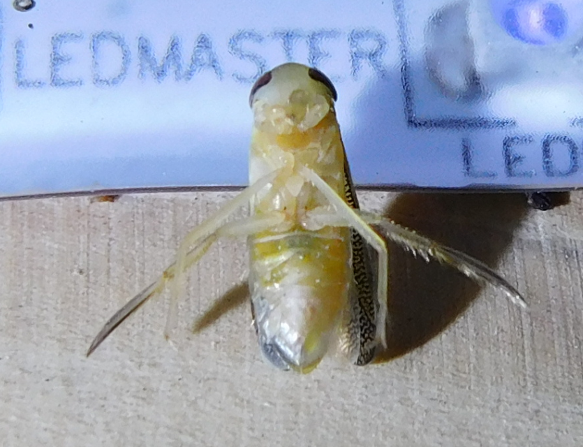 Corixidae - búvárpoloskák Corixidae - búvárpoloskák