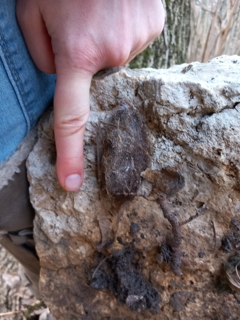 Saturnia pyri - nagy pávaszem