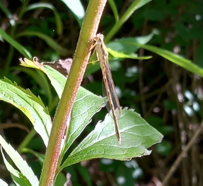 Sympecma fusca - téli rablószitakötő
