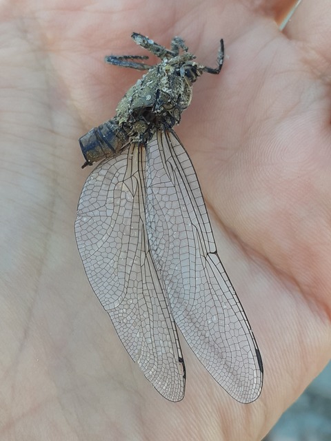 Orthetrum cancellatum - feketefarkú pásztorszitakötő