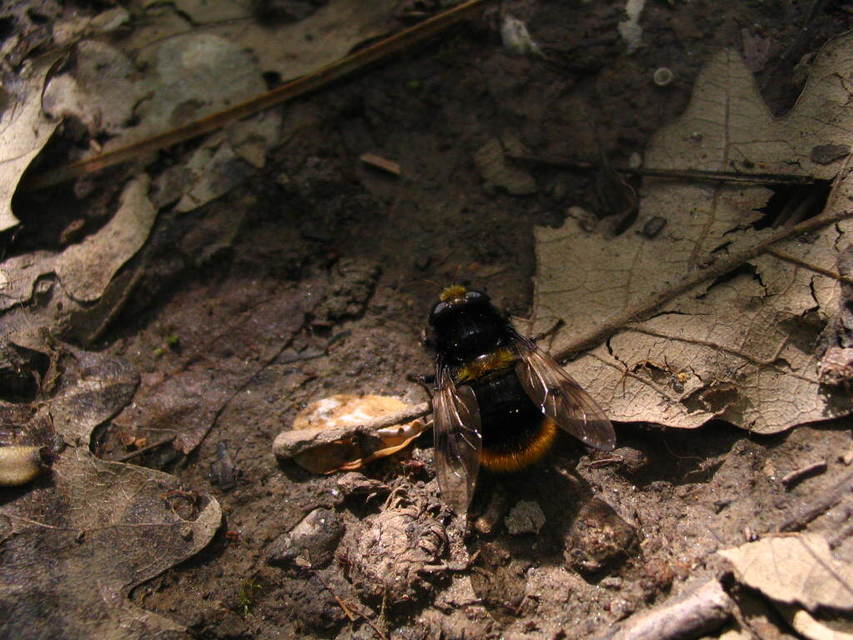 Mallota fuciformis - tarka gyapjaslégy