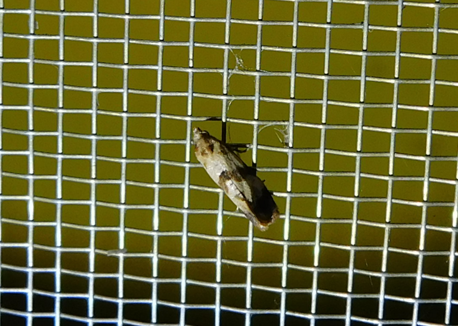 Phalonidia contractana - pipitér-fúrómoly
