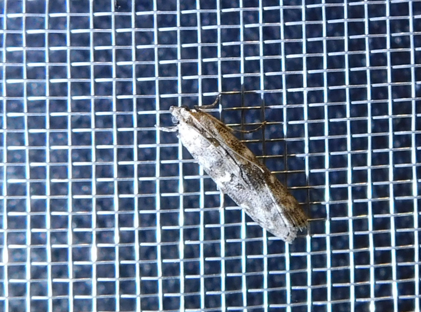Dioryctria