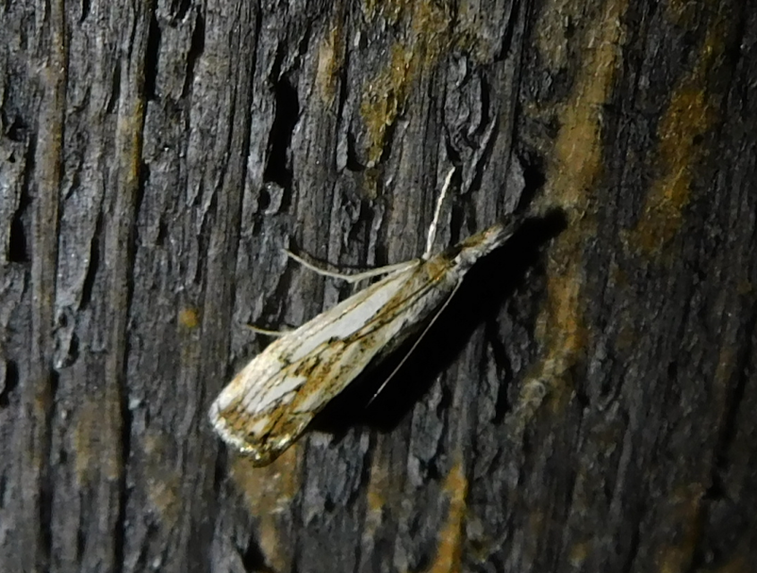 Catoptria falsella - hálós fűgyökérmoly