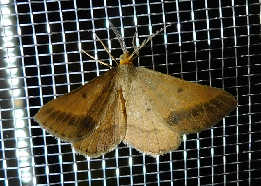 Tephrina arenacearia - lucerna-araszoló