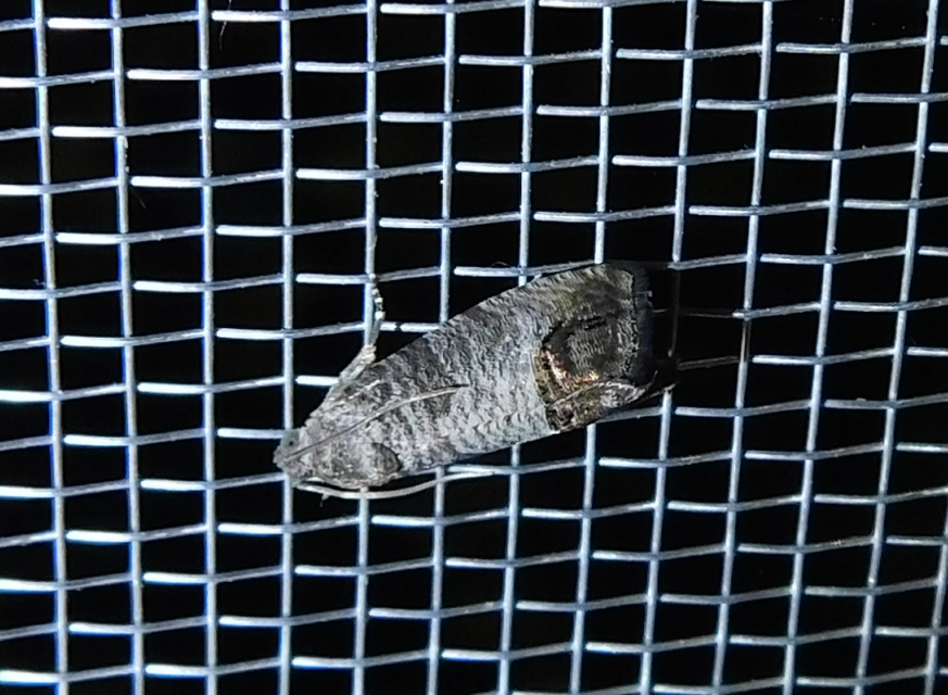 Cydia pomonella - almamoly