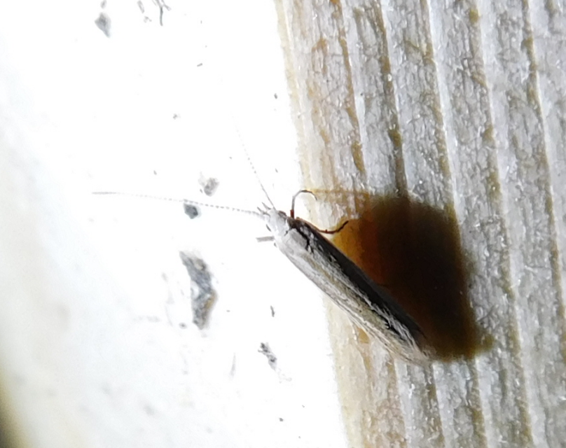 Coleophora