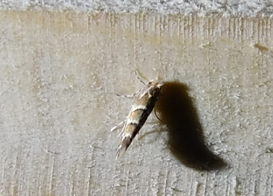 Cameraria ohridella - vadgesztenye-sátorosmoly