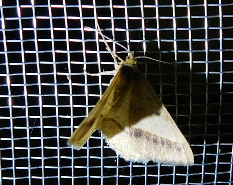 Tephrina arenacearia - lucerna-araszoló