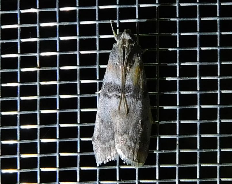 Sciota