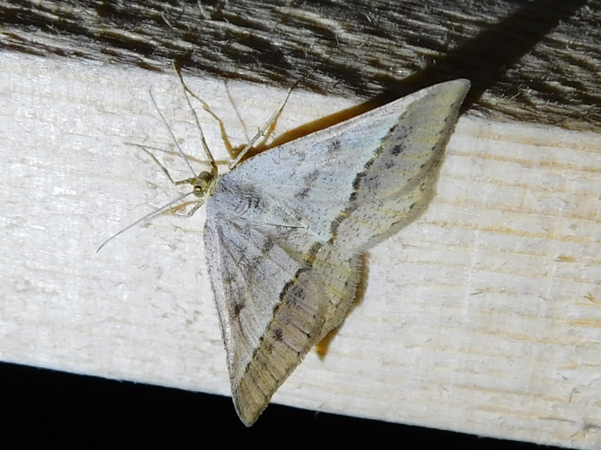 Tephrina arenacearia - lucerna-araszoló