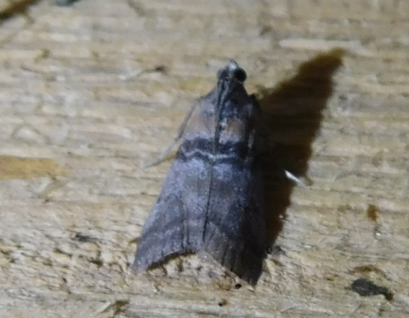Sciota