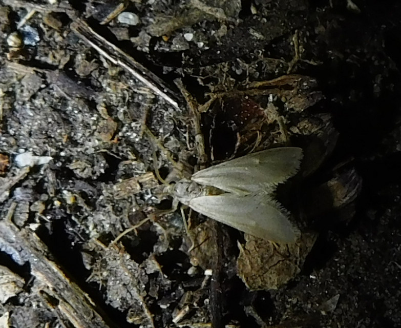 Acentria ephemerella - törpe vízimoly