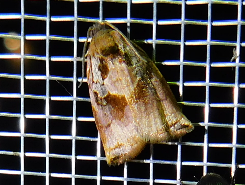 Archips podana - dudvarágó sodrómoly