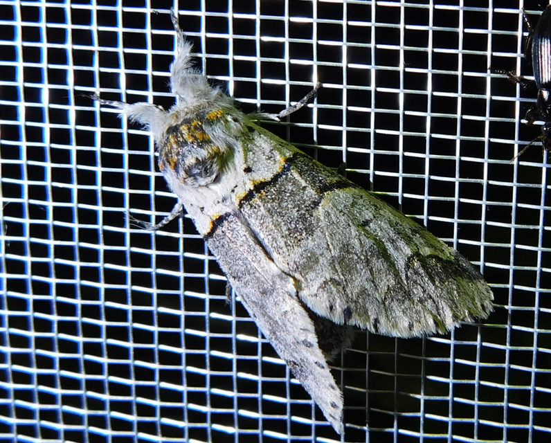 Furcula bifida - kis púposszövő