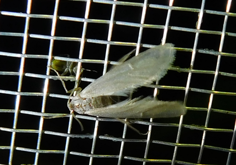 Acentria ephemerella - törpe vízimoly