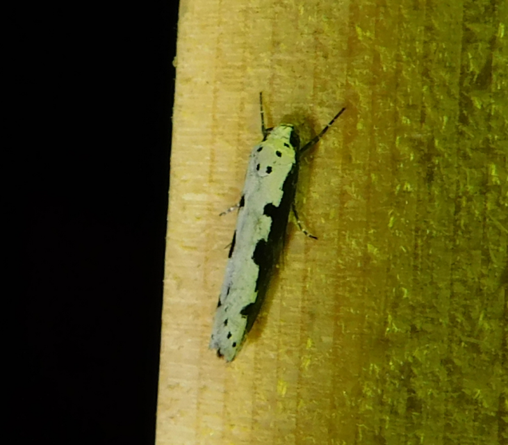 Ethmia bipunctella - kétpettyes feketemoly