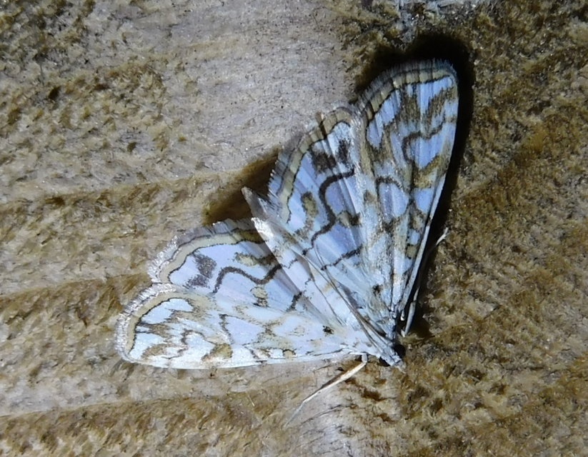 Elophila nymphaeata - tarka vízimoly