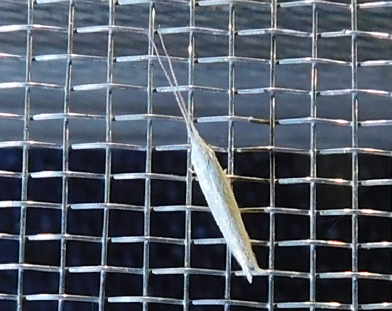 Coleophora