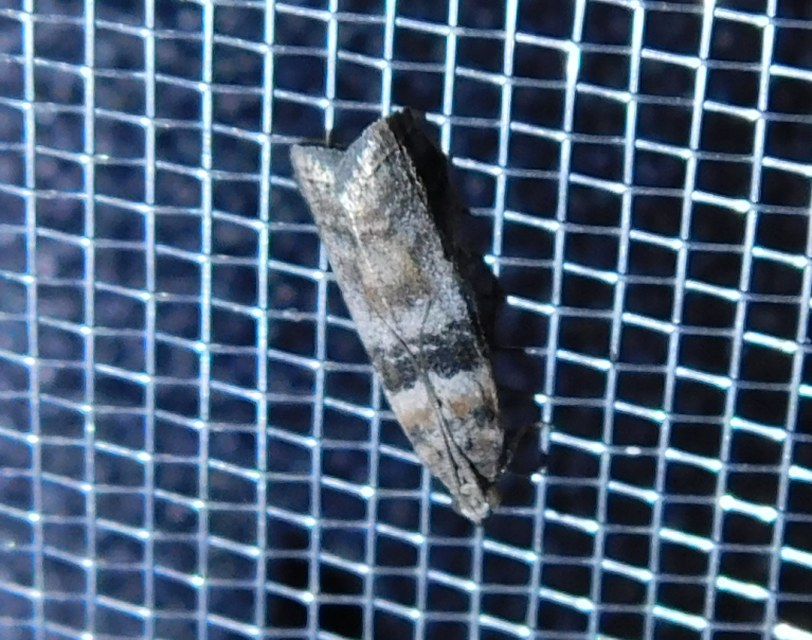 Sciota