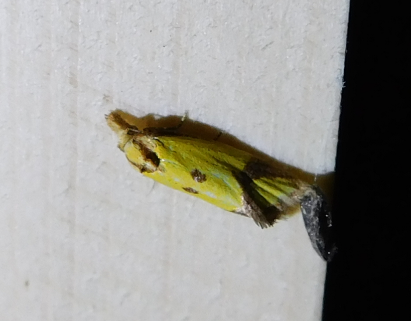 Agapeta zoegana - barnacsíkos sárgamoly
