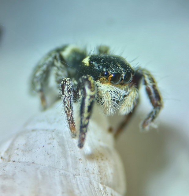 Pellenes nigrociliatus - csigás ugrópók
