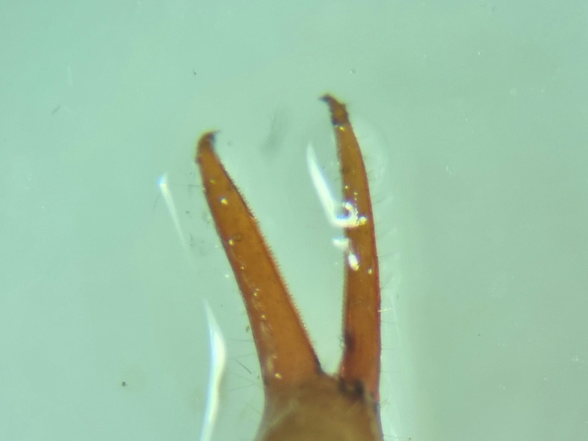 Pseudoscorpionida - Álskorpiók