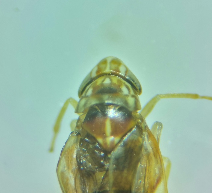Erasmoneura vulnerata