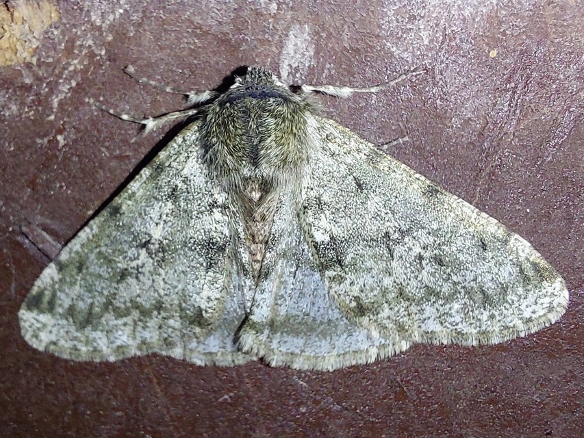 Apocheima pilosaria - zöldes tavasziaraszoló