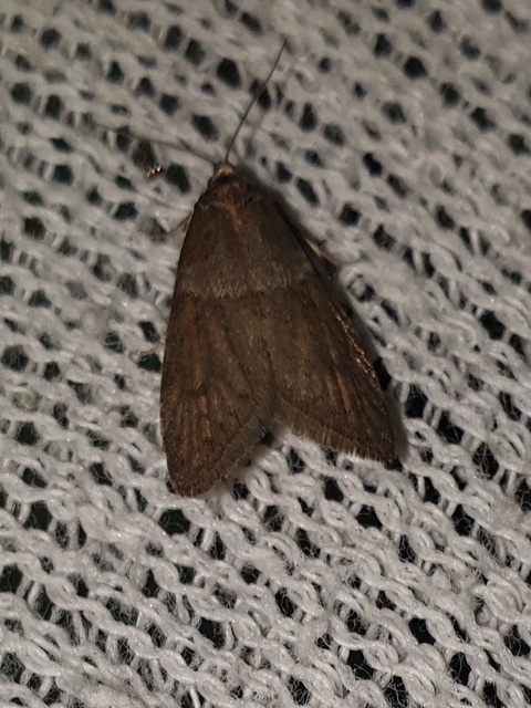 Tortricodes alternella - tavaszi sodrómoly