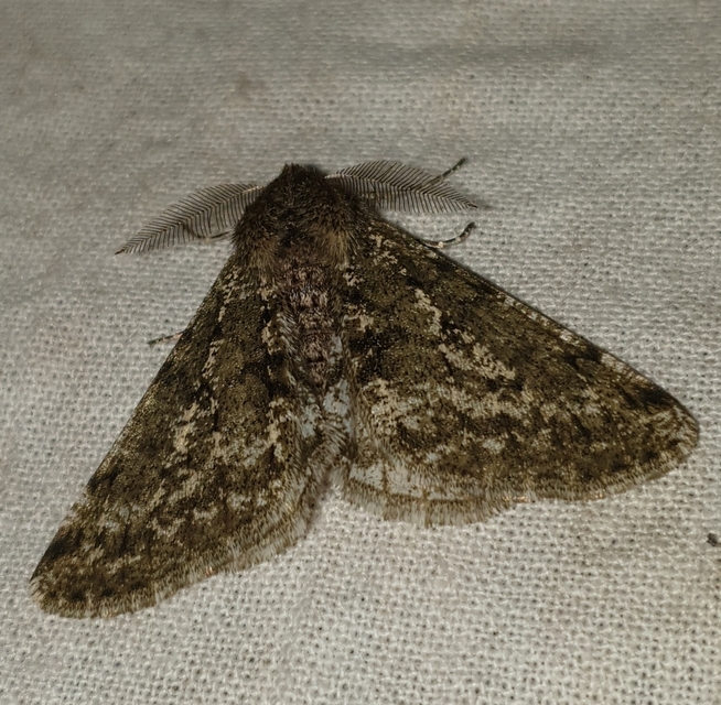 Apocheima pilosaria - zöldes tavasziaraszoló