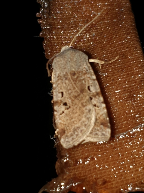 Conistra rubiginosa - szürke télibagoly