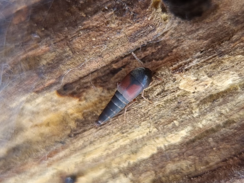 Sepedophilus marshami - közönséges pihésholyva Sepedophilus marshami - közönséges pihésholyva