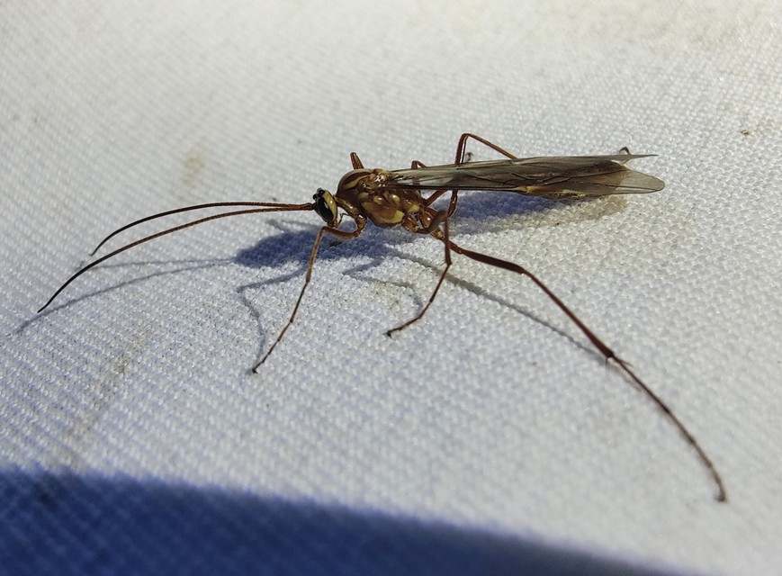 Ophion obscuratus