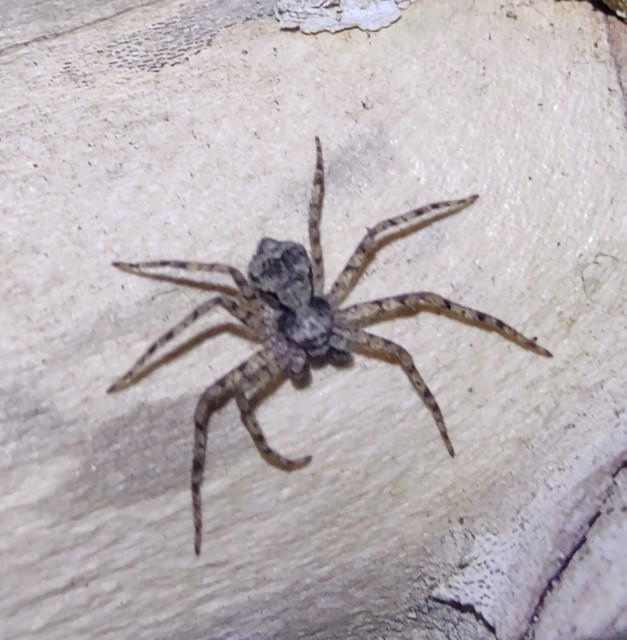 Philodromus poecilus - cifra karolópók