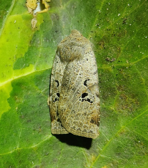Conistra rubiginosa - szürke télibagoly