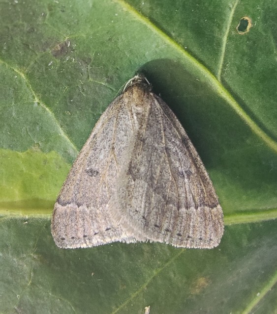 Theria rupicapraria - tavaszi kökényaraszoló