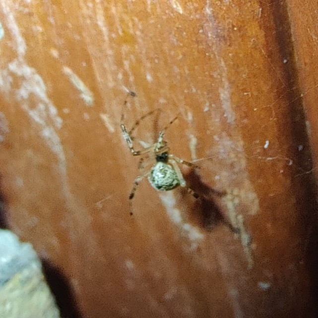 Parasteatoda tepidariorum - üvegházi törpepók