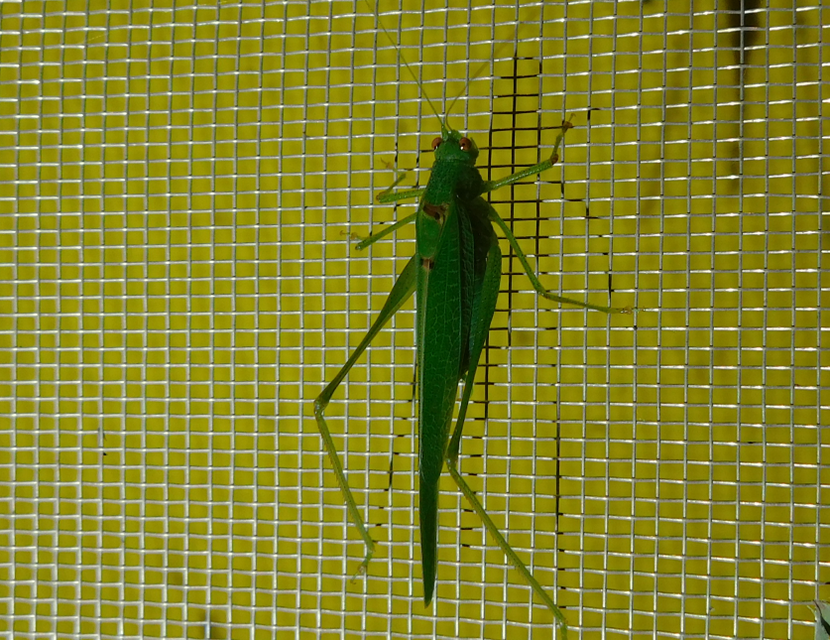 Phaneroptera nana - pontozott repülőszöcske