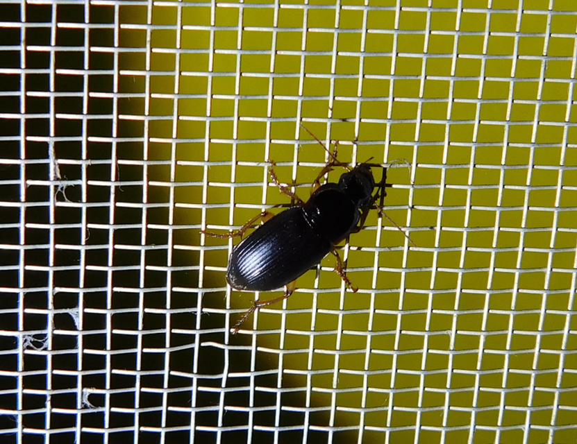 Harpalus griseus - kis selymesfutó