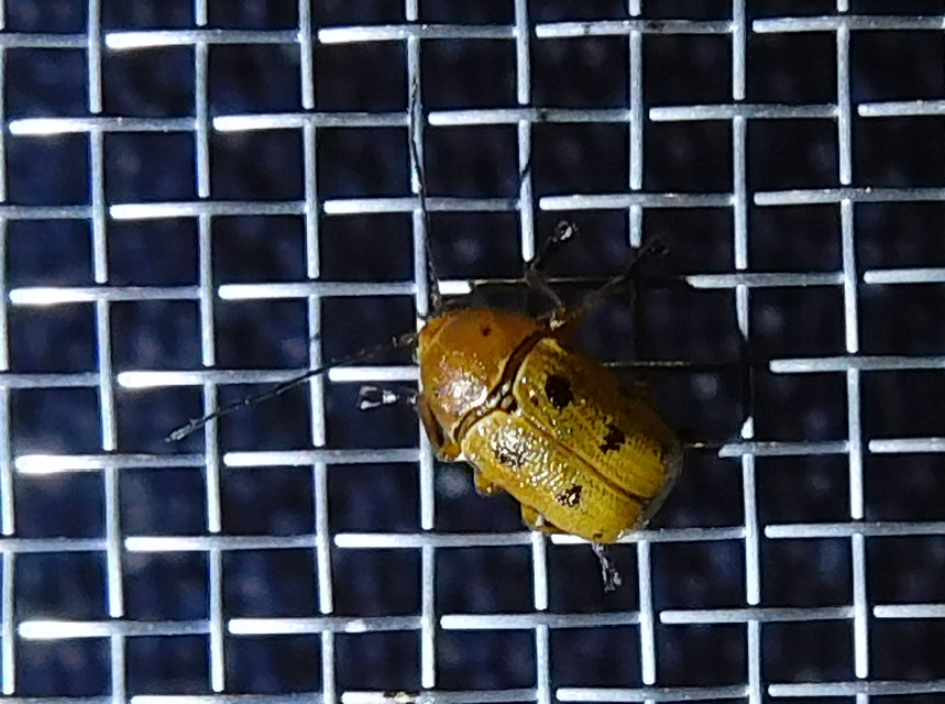 Cryptocephalus octomaculatus - nyolcfoltos zömökbogár