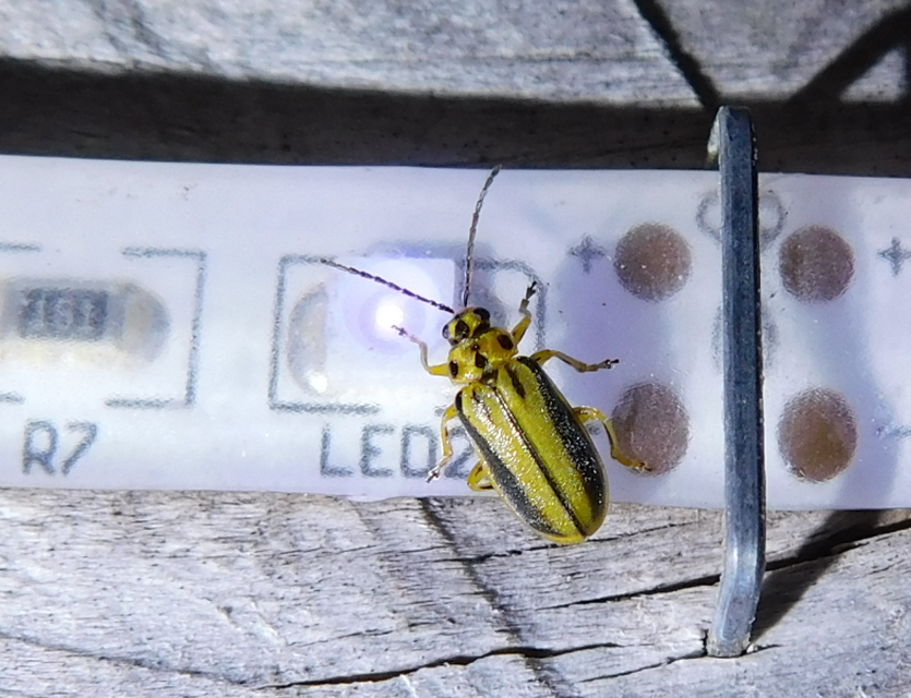 Xanthogalerucella luteola - szilfa-olajosbogár